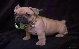 French Bulldog dogs for sale: French Bulldogs Ready to Leave  - Image 13