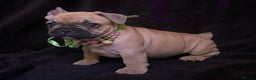 French Bulldog dogs for sale: 💗 Last Frenchy 💗 Sable 💗 Female 💗  - Advert 13