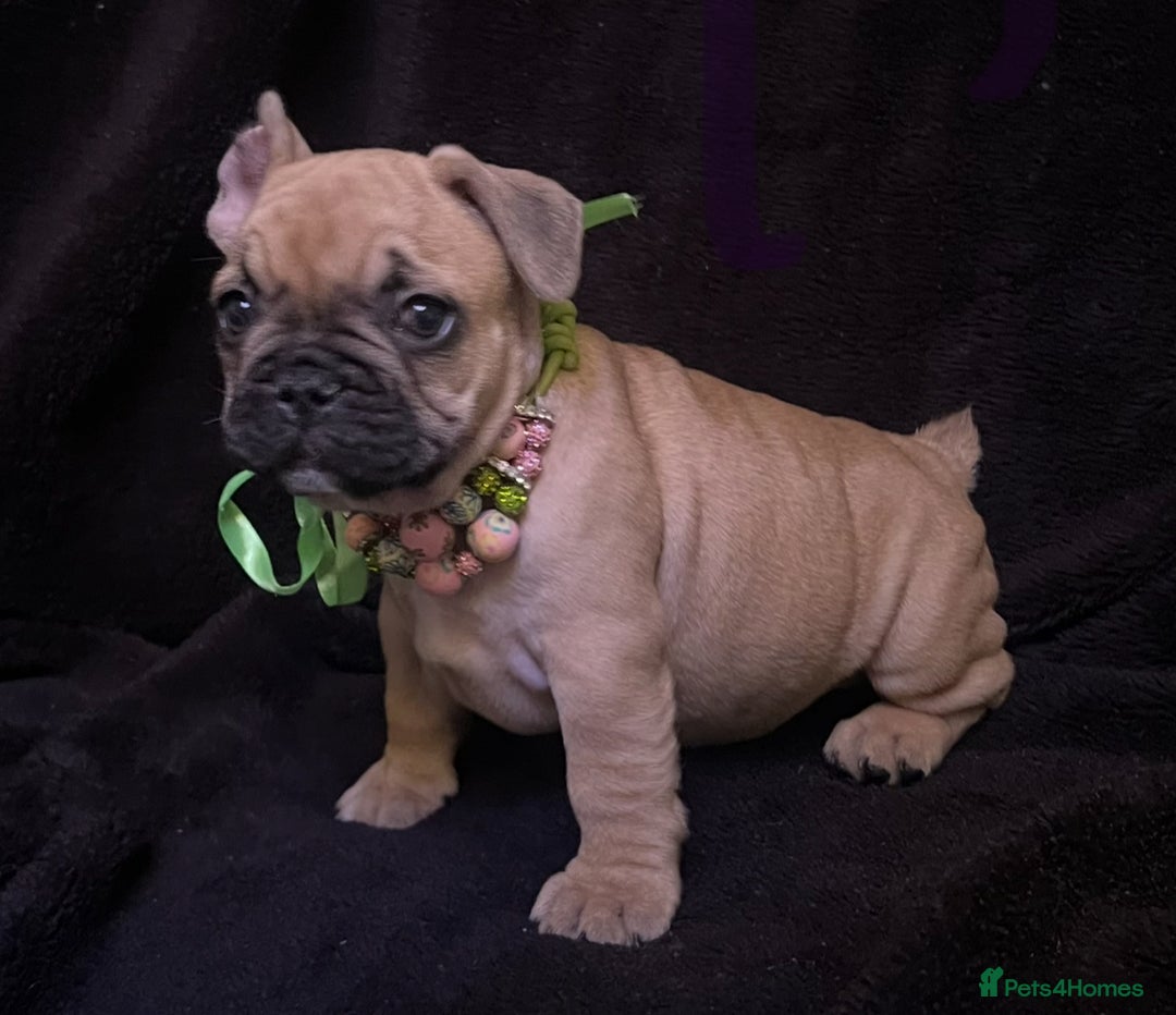 French Bulldog dogs for sale: French Bulldogs Ready to Leave  - Image 13