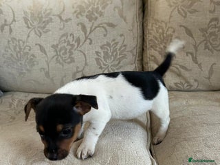 Jack Russell dogs Jack Russell (Last Boy Left) - Advert 2