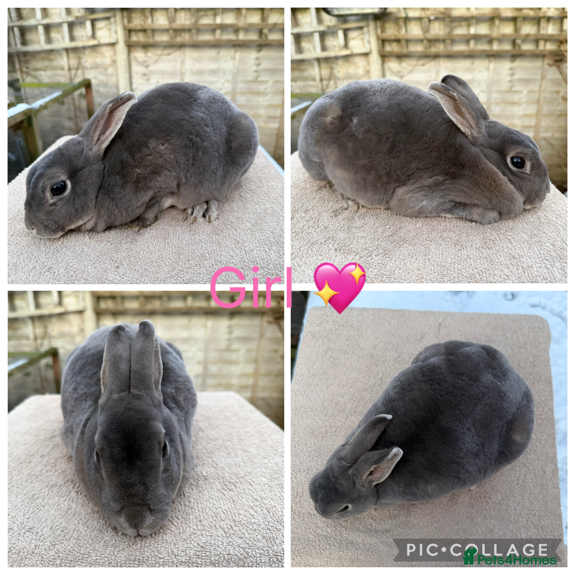 Rex rabbits Gorgeous Proven Breeding trio of mini Rex’s - Advert 8