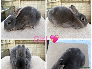 Rex rabbits Gorgeous Proven Breeding trio of mini Rex’s - Advert 8