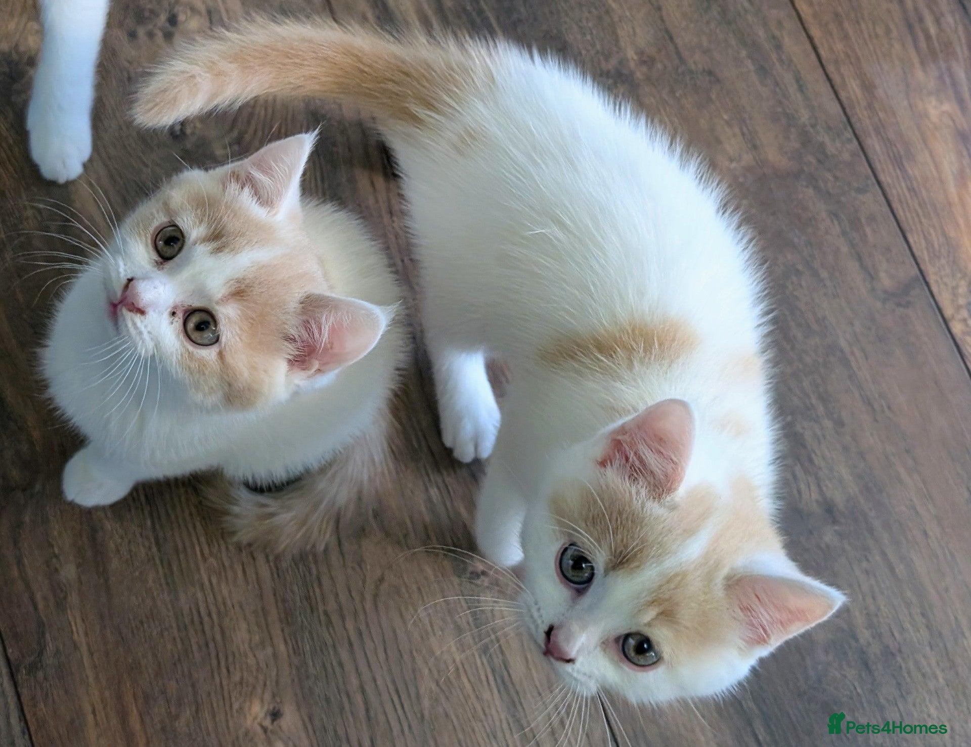 Mixed Breed cats Beautiful kittens for sale. - Advert 4