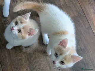 Mixed Breed cats Beautiful kittens for sale. - Advert 4