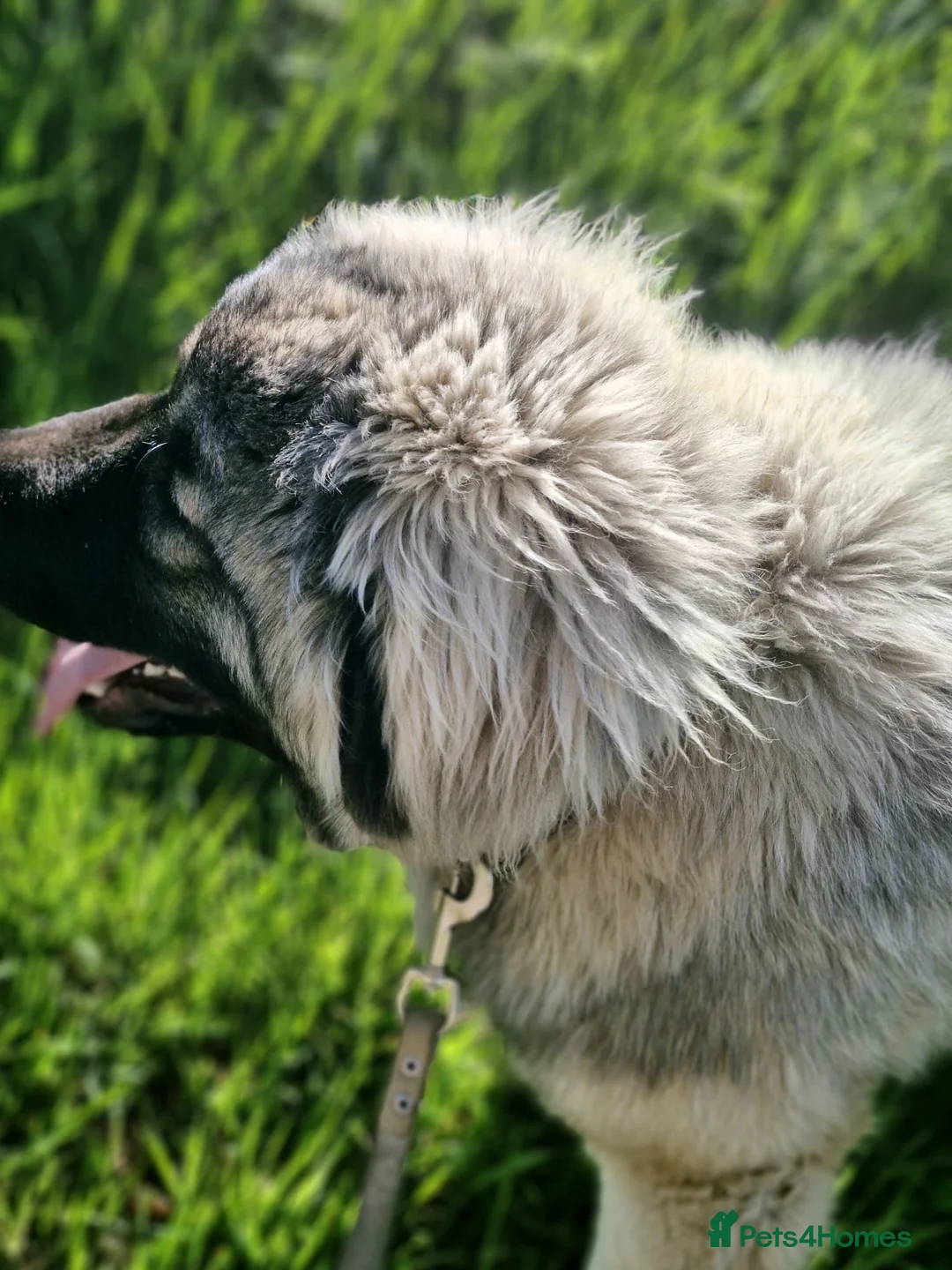 Caucasian Shepherd Dog dogs for sale: Caucasian Shepherd Ovcharka dog . Top of the Breed - Advert 2