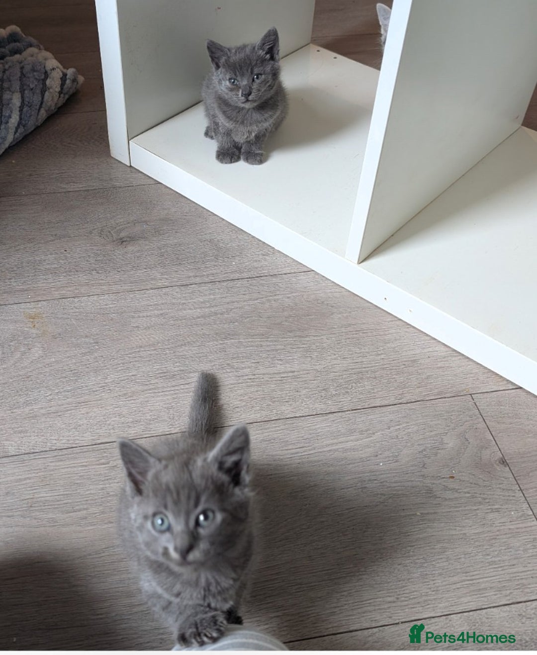 Mixed Breed cats for sale: Kittens  - Image 4