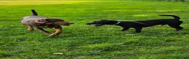 Patterdale Terrier 1