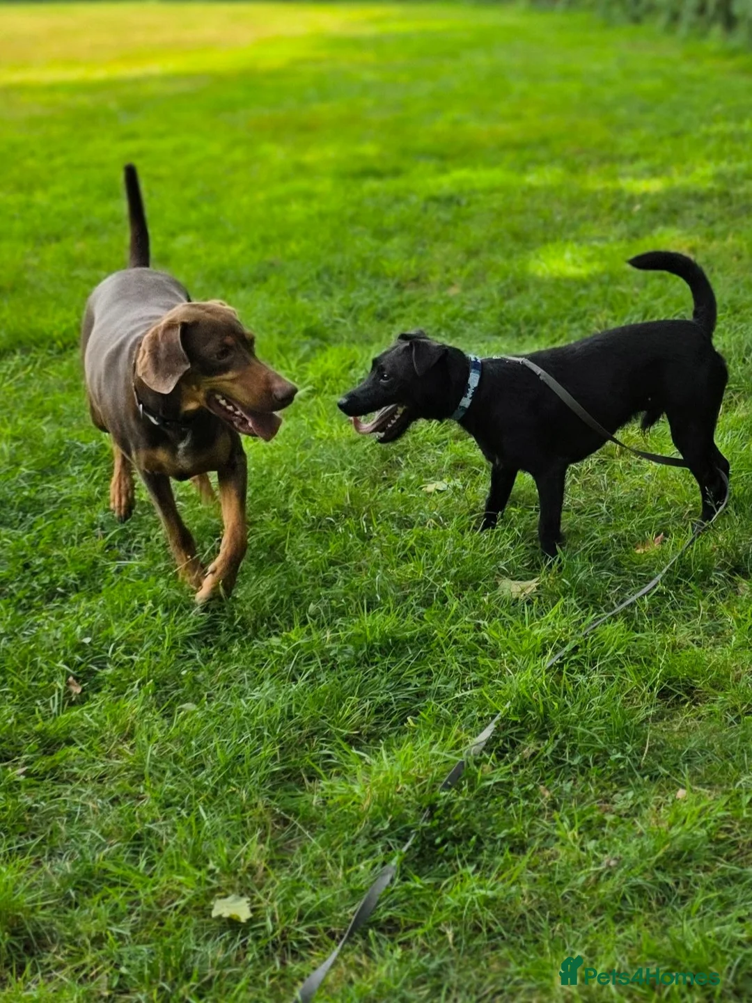 Patterdale Terrier dogs for sale: My beautiful patterdale Nipper - Advert 2