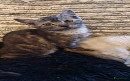 Ragdoll cats for sale: Stunning 3/4 Ragdoll kittens - Advert 6