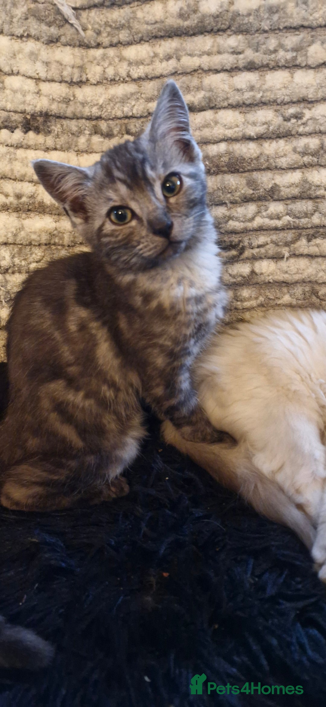 Ragdoll cats for sale: Stunning 3/4 Ragdoll kittens - Advert 6