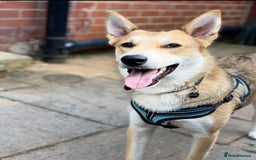 Mixed Breed dogs for adoption: Handsome Romolus  - Image 7