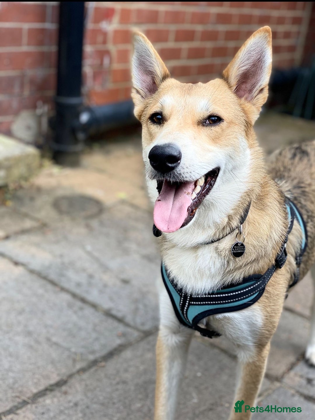 Mixed Breed dogs for adoption: Handsome Romolus  - Image 7