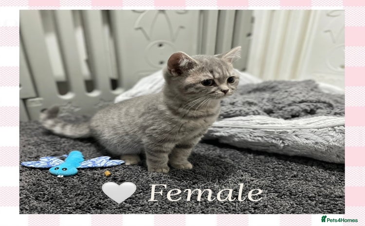 British Shorthair cats - Advert 10