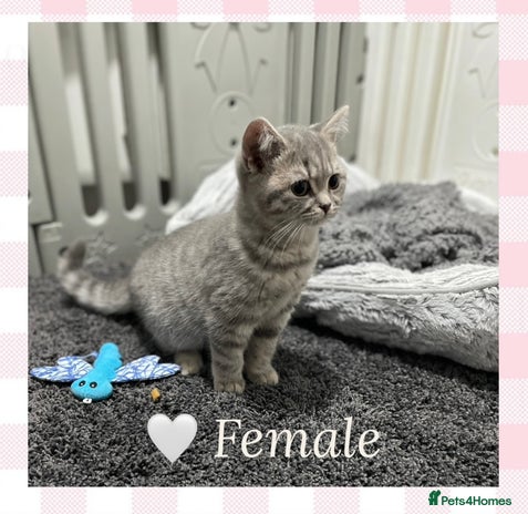 British Shorthair cats - Advert 3