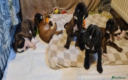 Boxer dogs for sale:  Puppies KC – Exceptional Champion Bloodlines 🐾 - Image 10