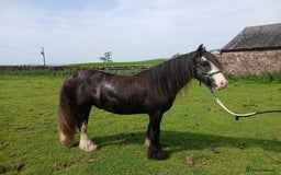 Irish Cob horses for sale: Fantastic First Pony  - Image 3