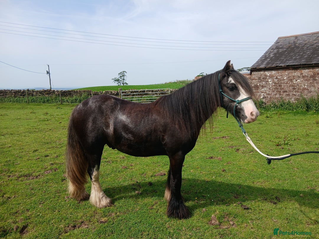 Irish Cob horses for sale: Fantastic First Pony  - Image 3
