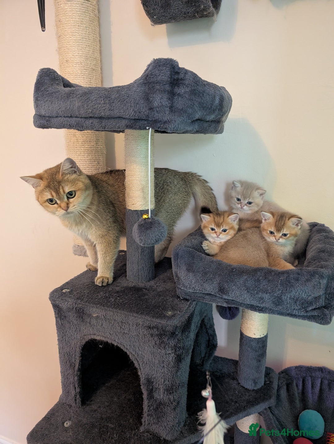 Brazilian Shorthair cats for sale: British black Tippett  - Image 7