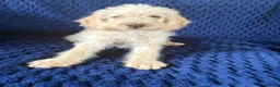 Labradoodle dogs for sale: Ready Now! Beautiful F1b Labradoodles  - Advert 3