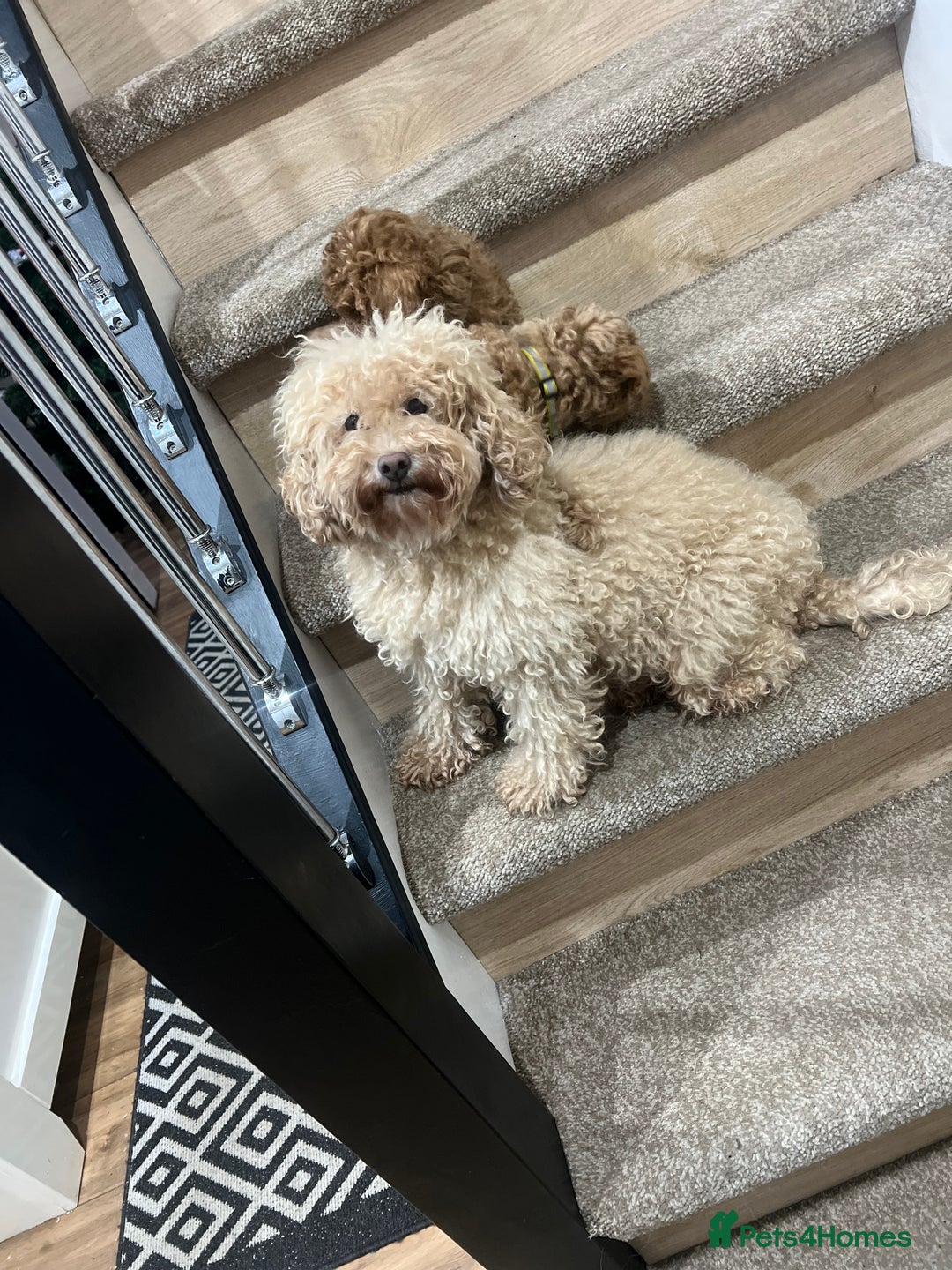 Toy Poodle dogs for sale: Toy poodle puppies.  - Advert 7