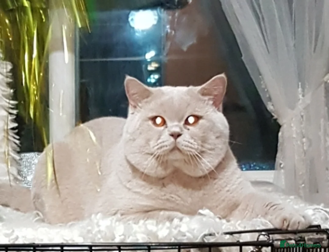 British Shorthair cats for stud: QUADRUPLE GRAND CHAMPION TICA in London - Advert 8