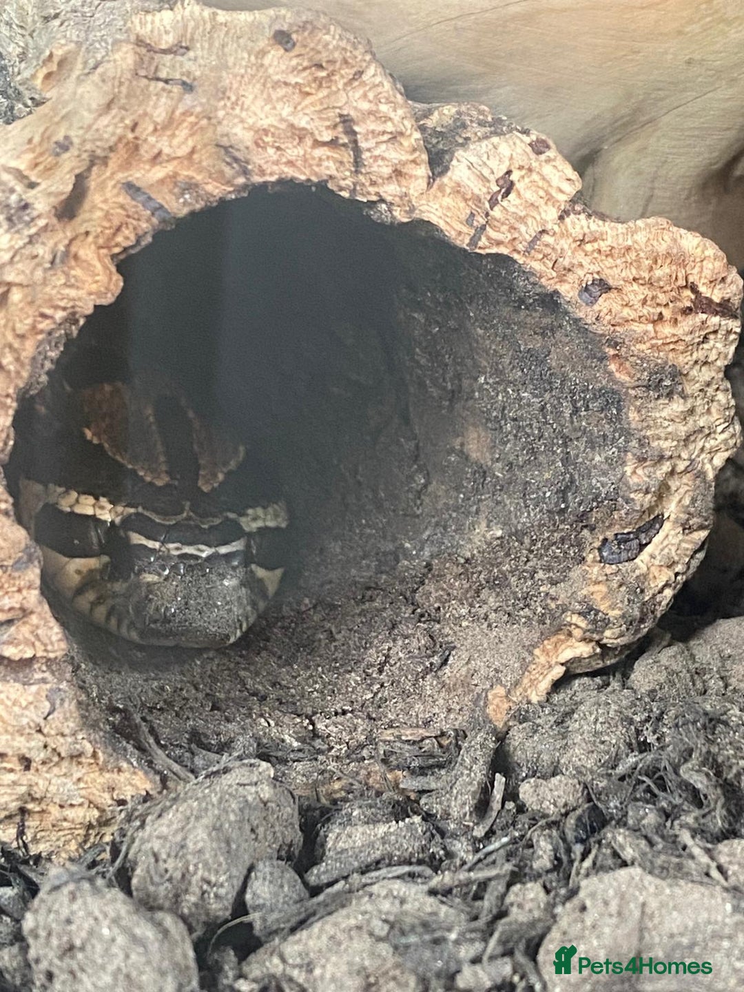 Snake reptiles for sale: Western Hognose Snake - Image 5