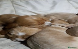 Sprocker dogs for sale: Sprocker x Cocker Puppies - Advert 4