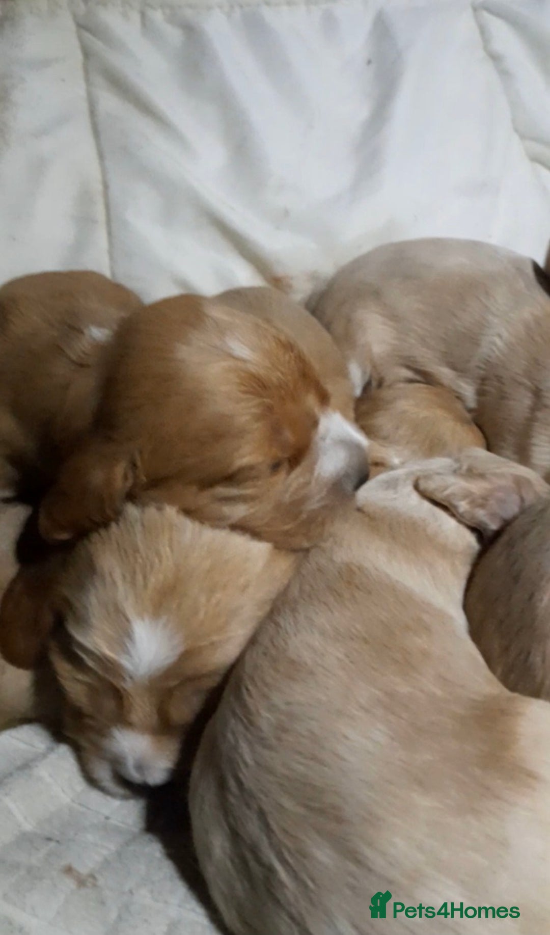 Sprocker dogs for sale: Sprocker x Cocker Puppies - Advert 4