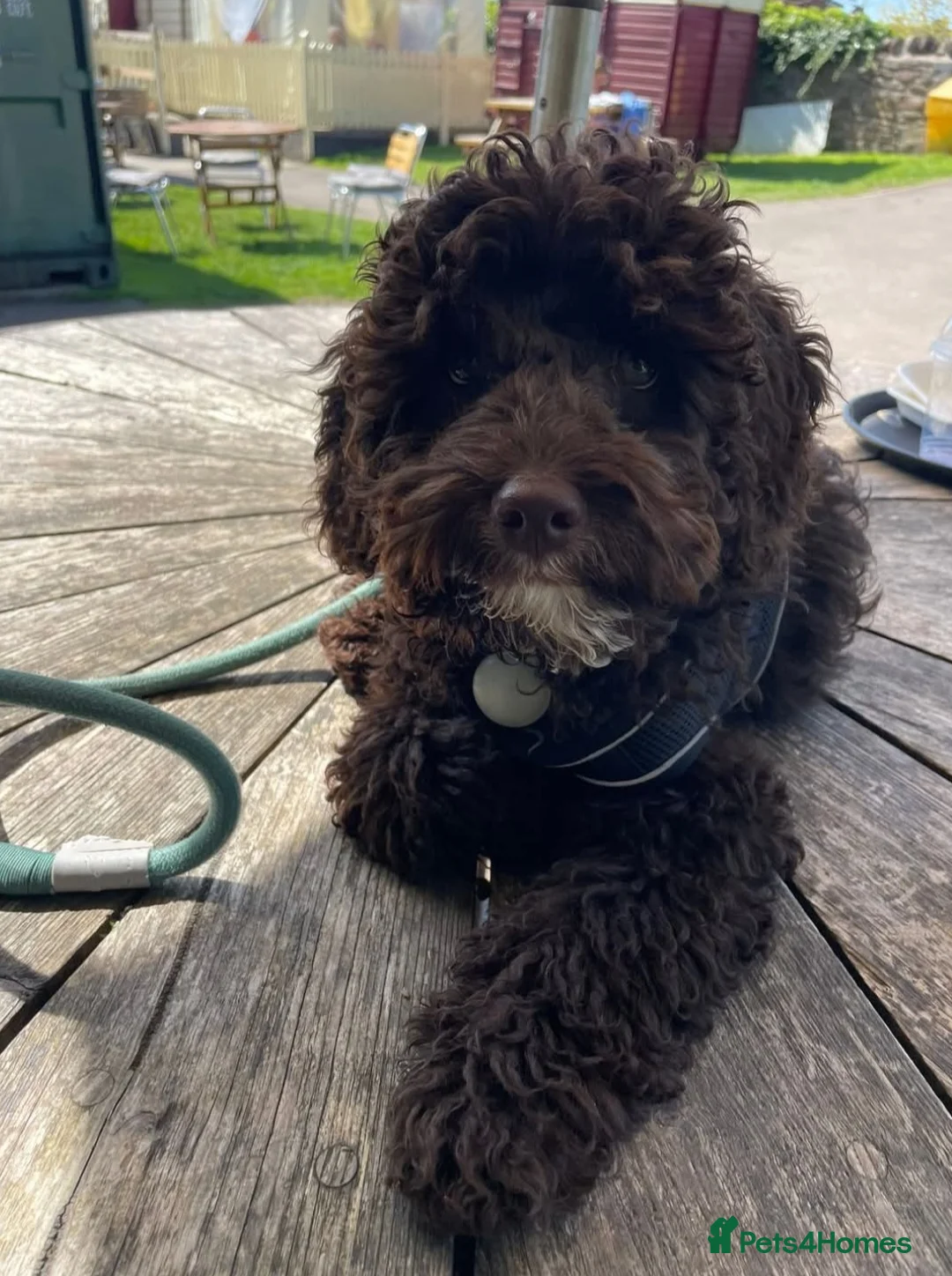 Cockapoo dogs for stud: Cockapoo F2 chocolate proven  - Advert 3