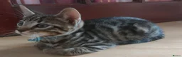 Bengal cats for sale: One BOY💙 left Half BENGAL Mixed X Tabby - Advert 9