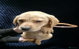 Labrador Retriever dogs for sale: Golden Labrador puppies  - Image 27