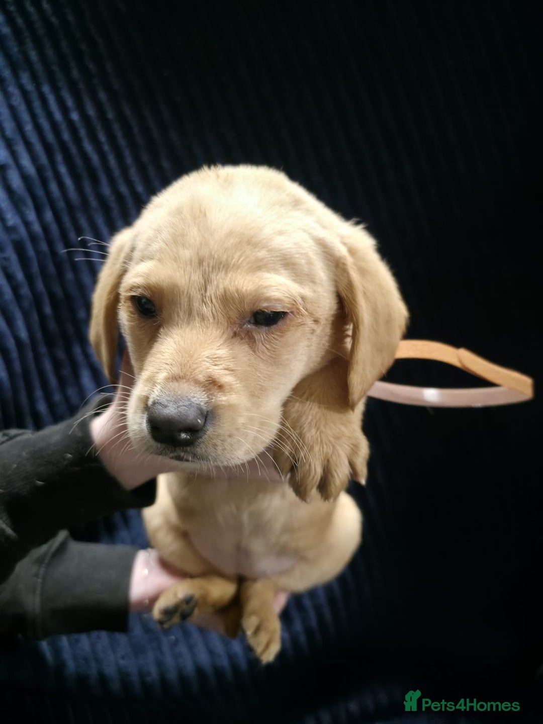 Labrador Retriever dogs for sale: Golden Labrador puppies  - Image 27