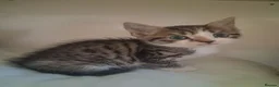 Mixed Breed cats for sale: 6 Gorgeous kittens - Advert 7