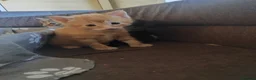 Mixed Breed cats for sale: Adorable kittens are looking for lovely home  - Advert 26