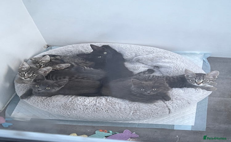 Mixed Breed cats - Advert 16