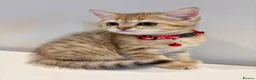 British Shorthair cats for sale: Golden British Shorthair Kitten (Female, 3 Months) in Ilford - Advert 1