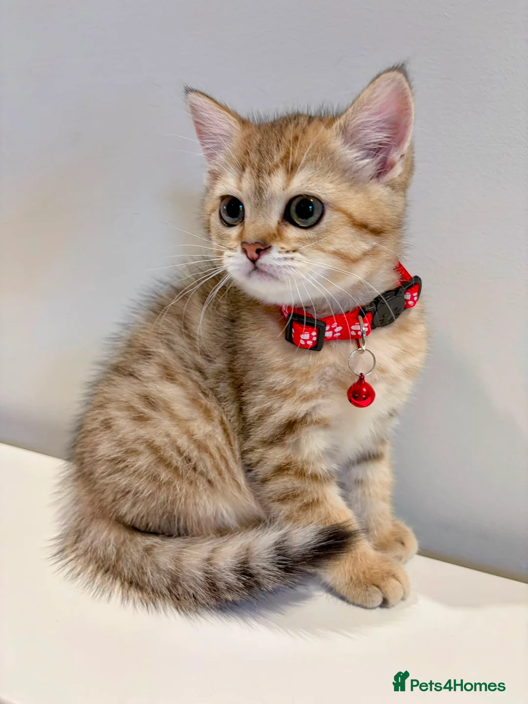 British Shorthair cats for sale: Golden British Shorthair Kitten (Female, 3 Months) in Ilford - Advert 1