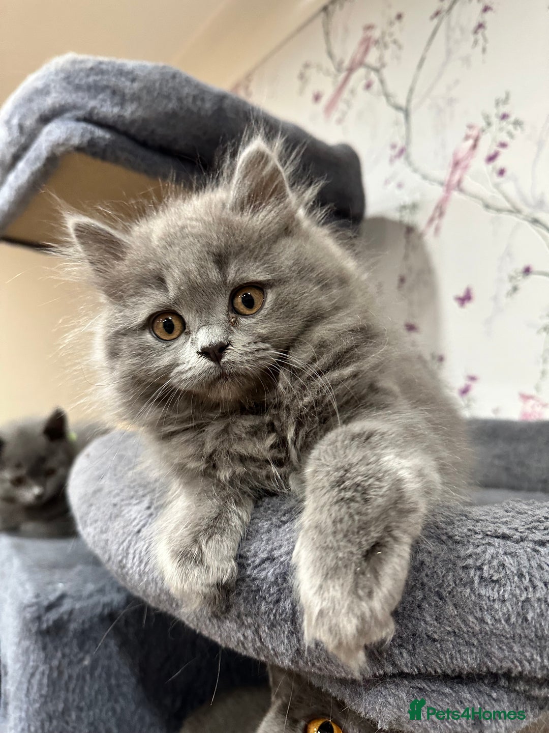 British Shorthair cats for sale: 4 Gorgeous British Blue Kittens  - Image 8