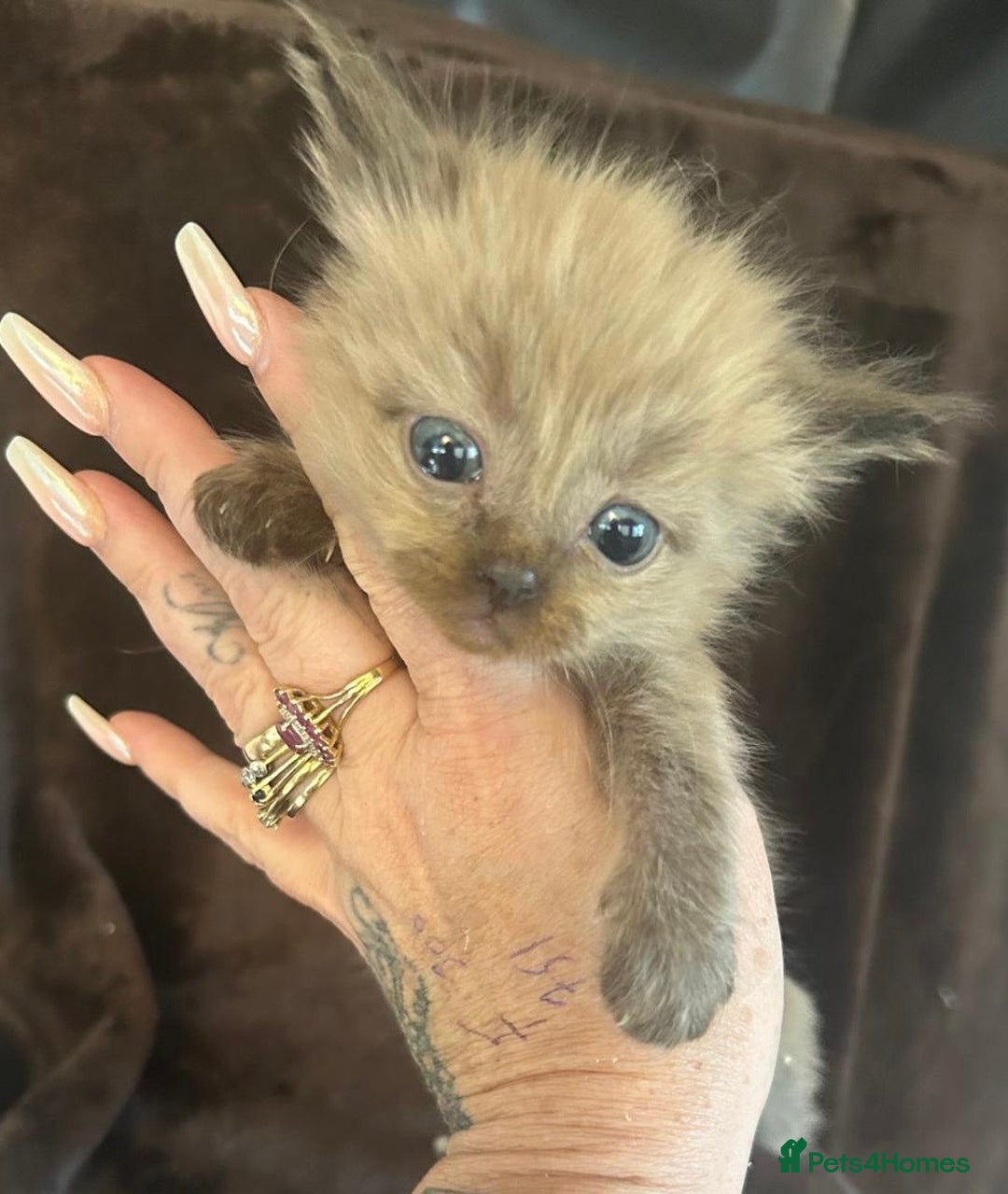 Ragdoll cats for sale: Beautiful ragdoll kittens  - Image 15