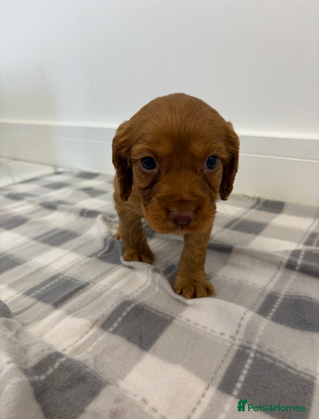 Cocker Spaniel dogs for sale: Gorgeous KC cocker spaniel puppies  - Advert 18