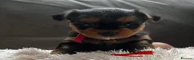 Yorkshire Terrier Puppy 1