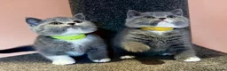 British Shorthair cats for sale: Stunning BSH kittens for sale!! - Advert 12