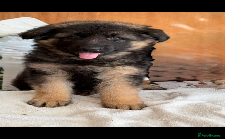 German Shepherd dogs - Advert 3