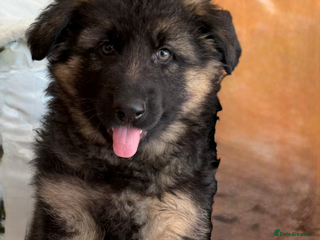 German Shepherd dogs - Advert 14