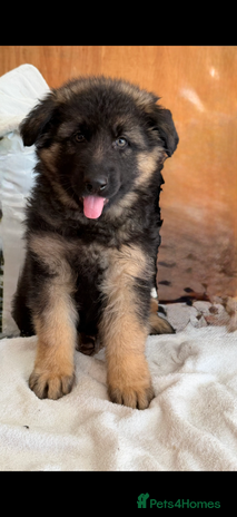 German Shepherd dogs - Advert 10