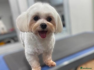 Maltese dogs Maltese kc champion lines health tested for Stud - Advert 6