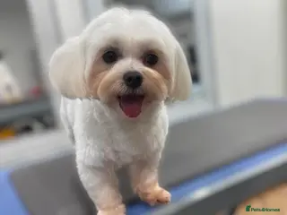 Maltese dogs Maltese kc champion lines health tested for Stud - Advert 3