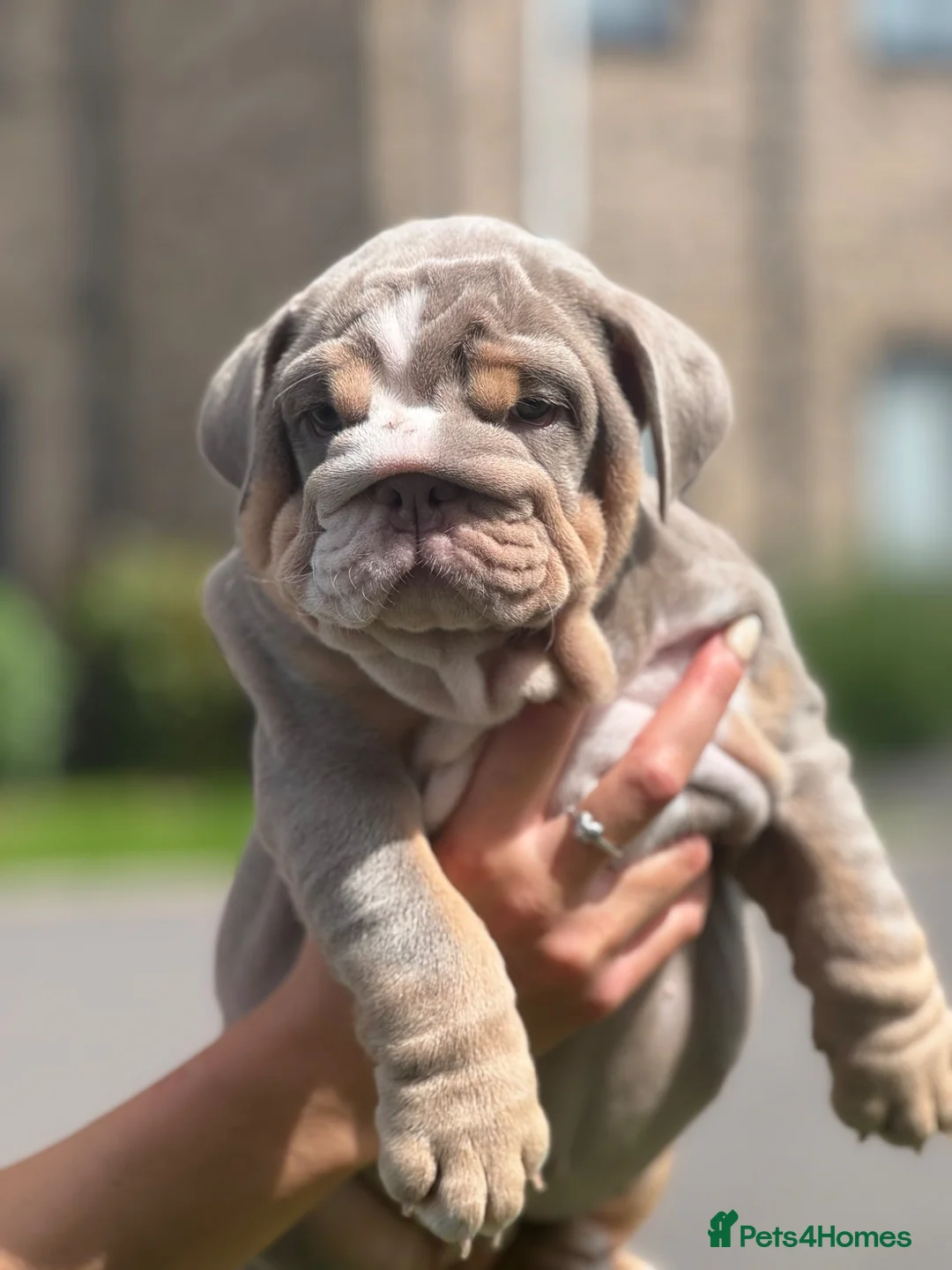 English Bulldog dogs for sale: 4 stunning unique KC registered coloured pups - Advert 2