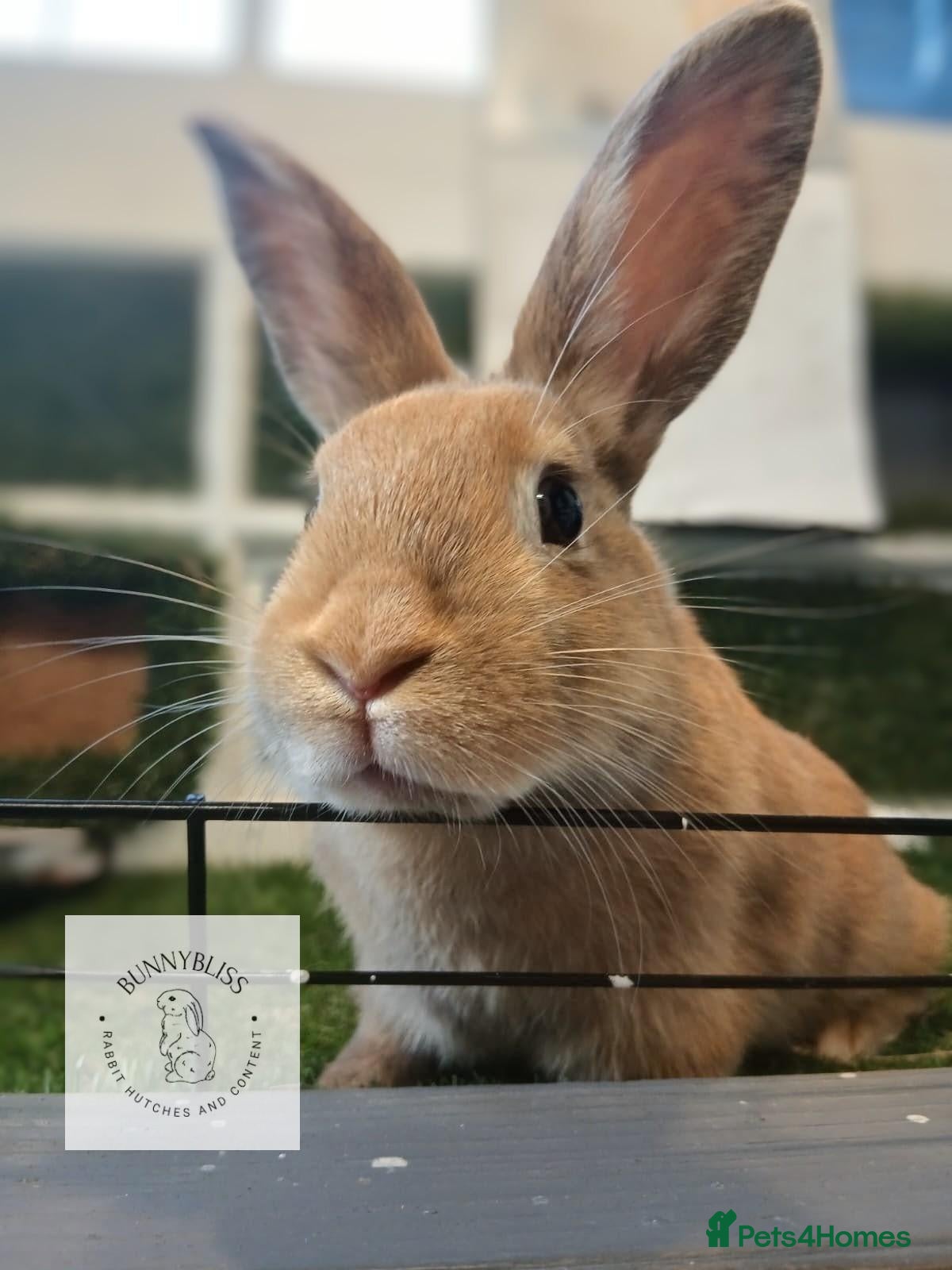 Mixed Breed rabbits ONLY 1 beautiful female bunny READY NOW - Advert 7