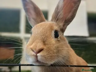 Mixed Breed rabbits ONLY 1 beautiful female bunny READY NOW - Advert 7